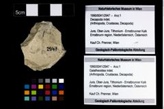 Foto (Objekt + Etikett) von Galatheoidea indet.  (NHMW-GEO-1990-0041-2947)
